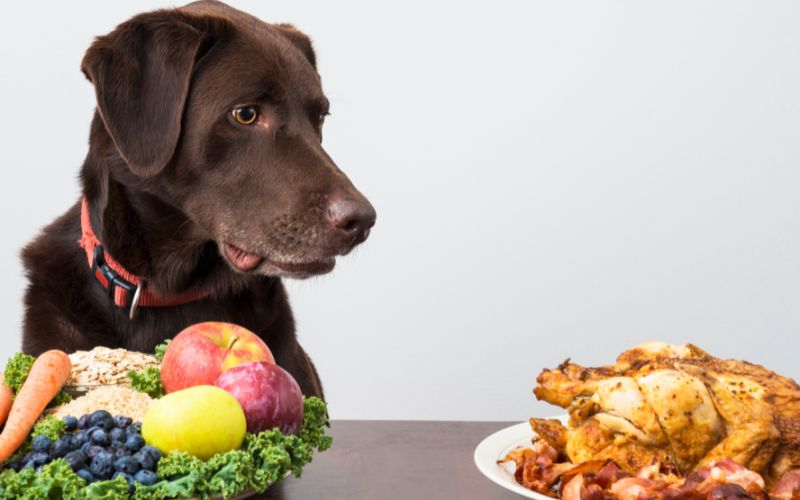 The Keto Diet For Dogs